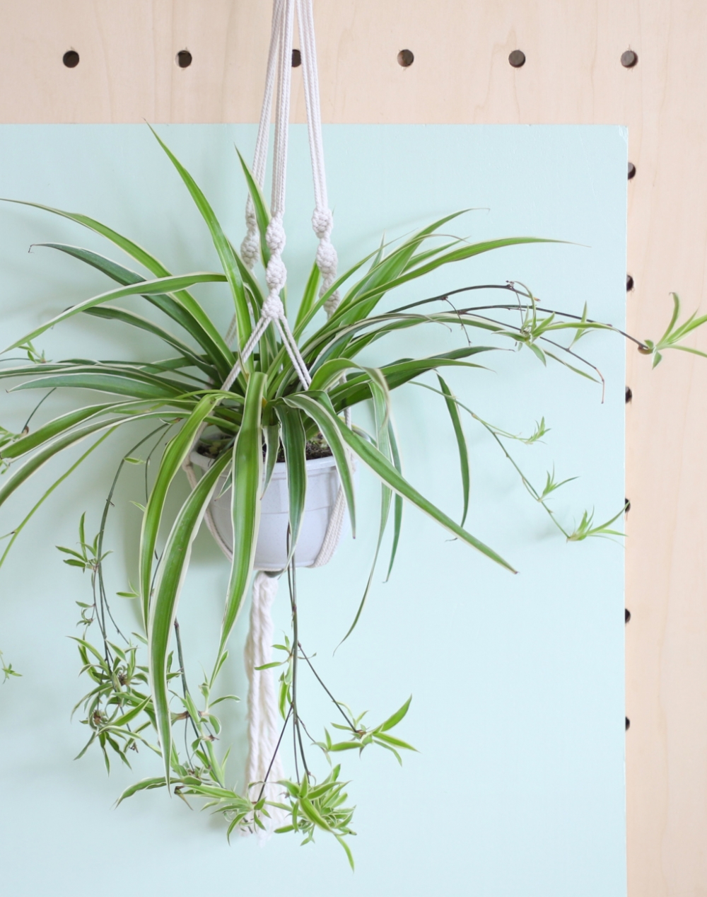 Plante à suspendre : Chlorophytum
