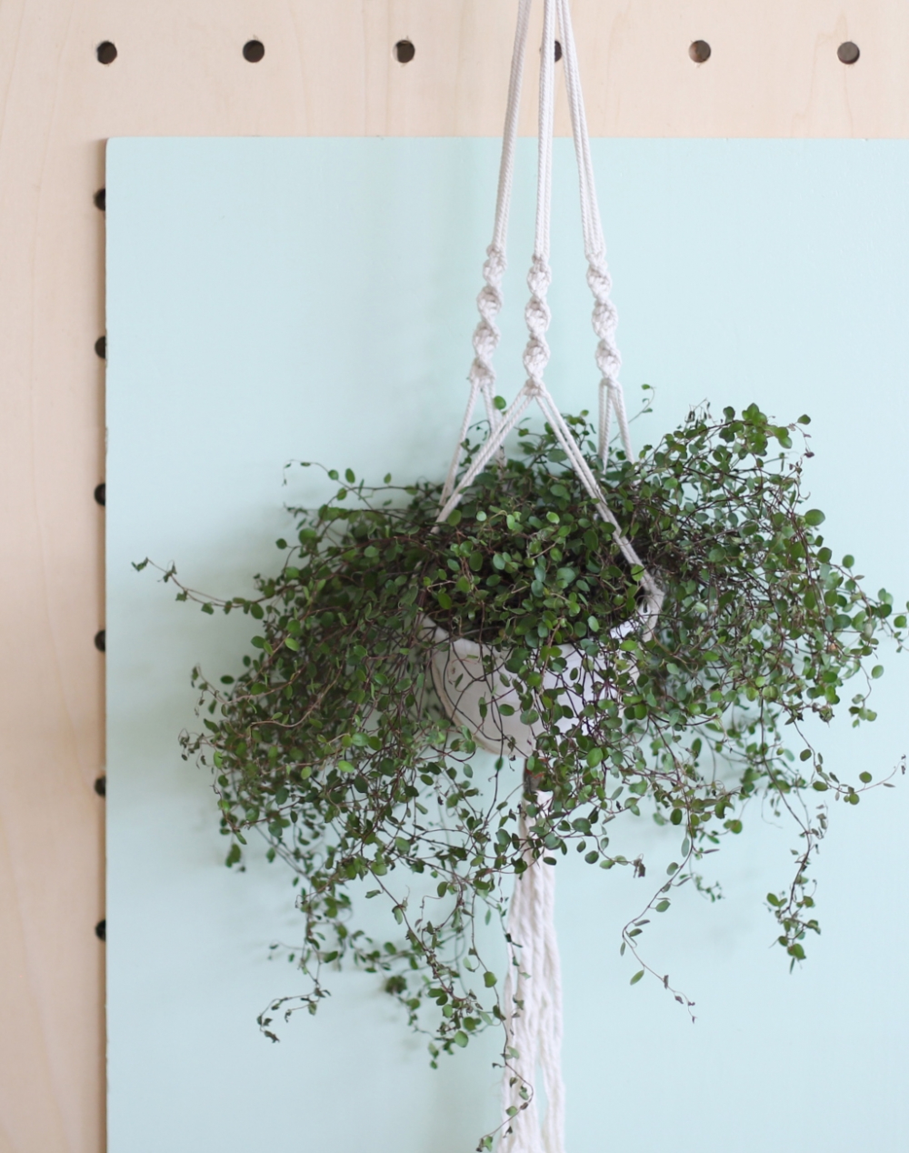 Plante à suspendre : Muehlenbeckia