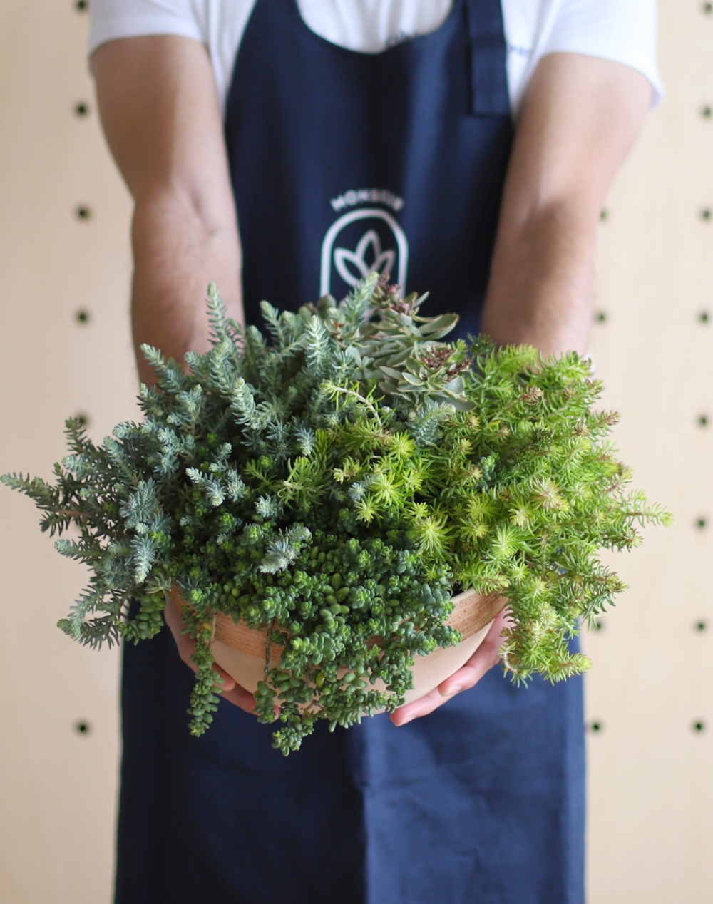 Coupe de Sedum en terre cuite