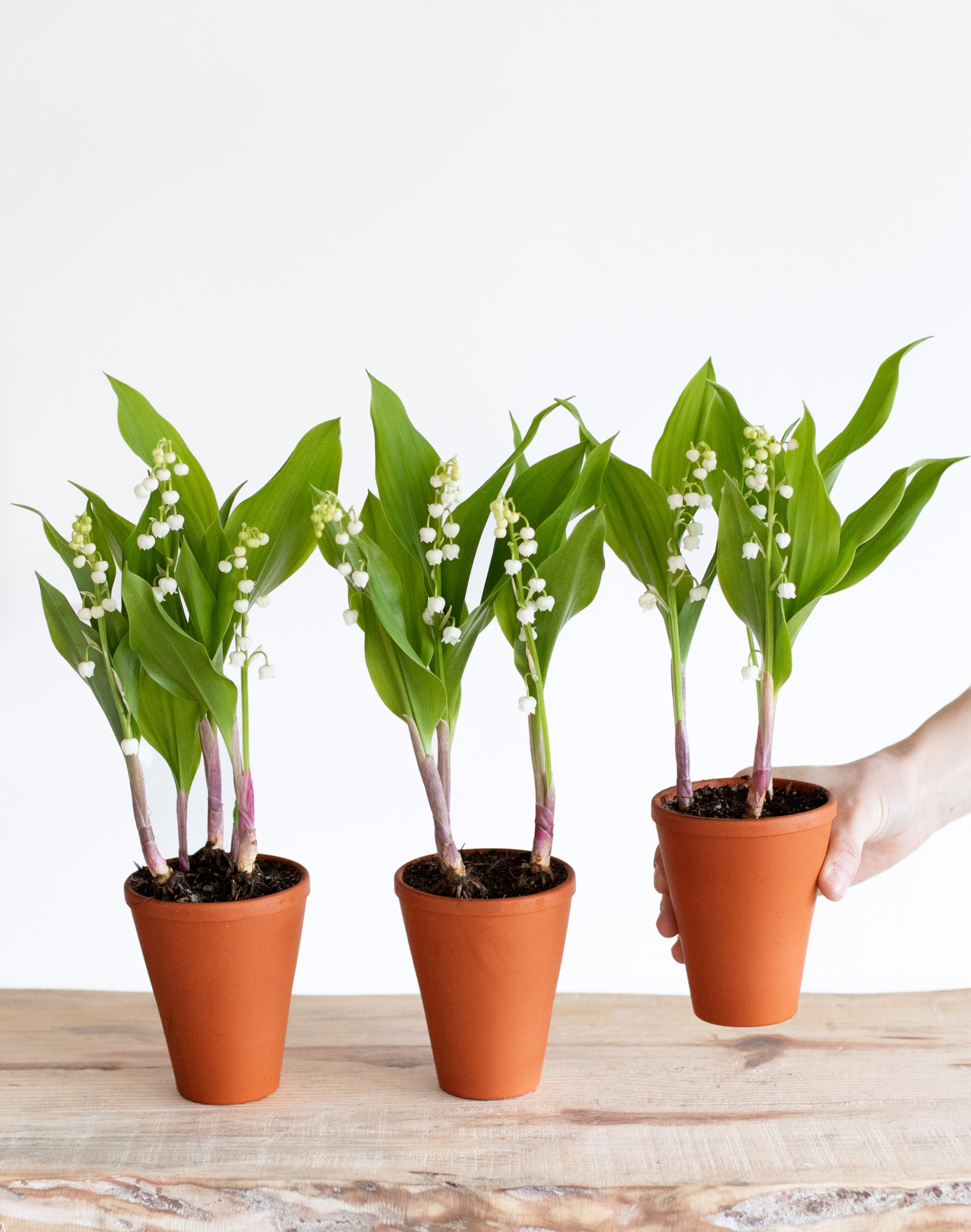 Muguet : pots de 3 brins