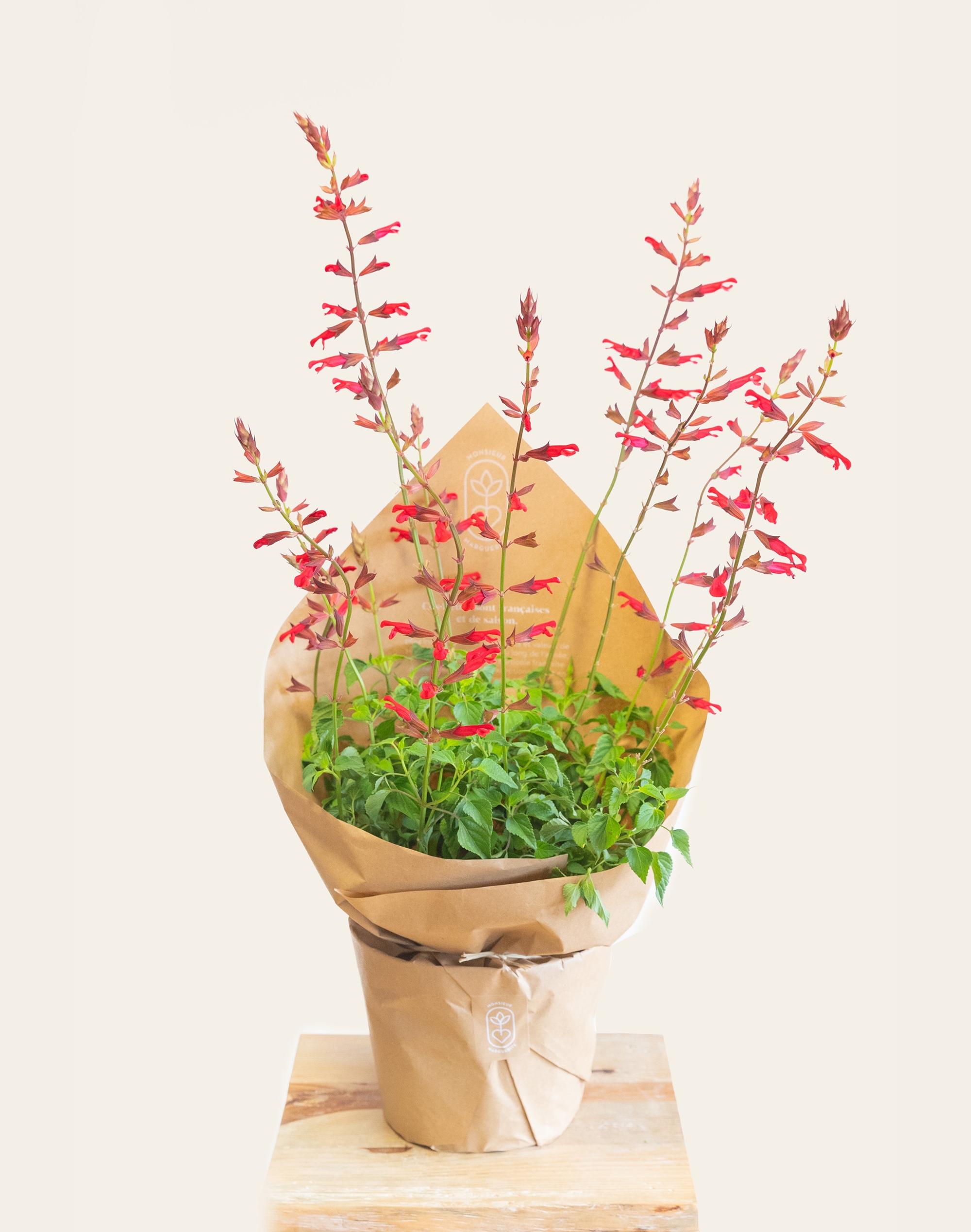 Grande Sauge fleurie Mellifère en pot - Rose