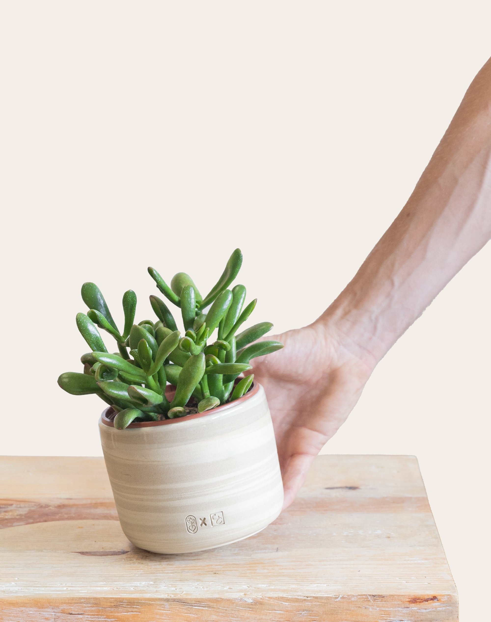 Coffret Plante : Crassula Horn Tree