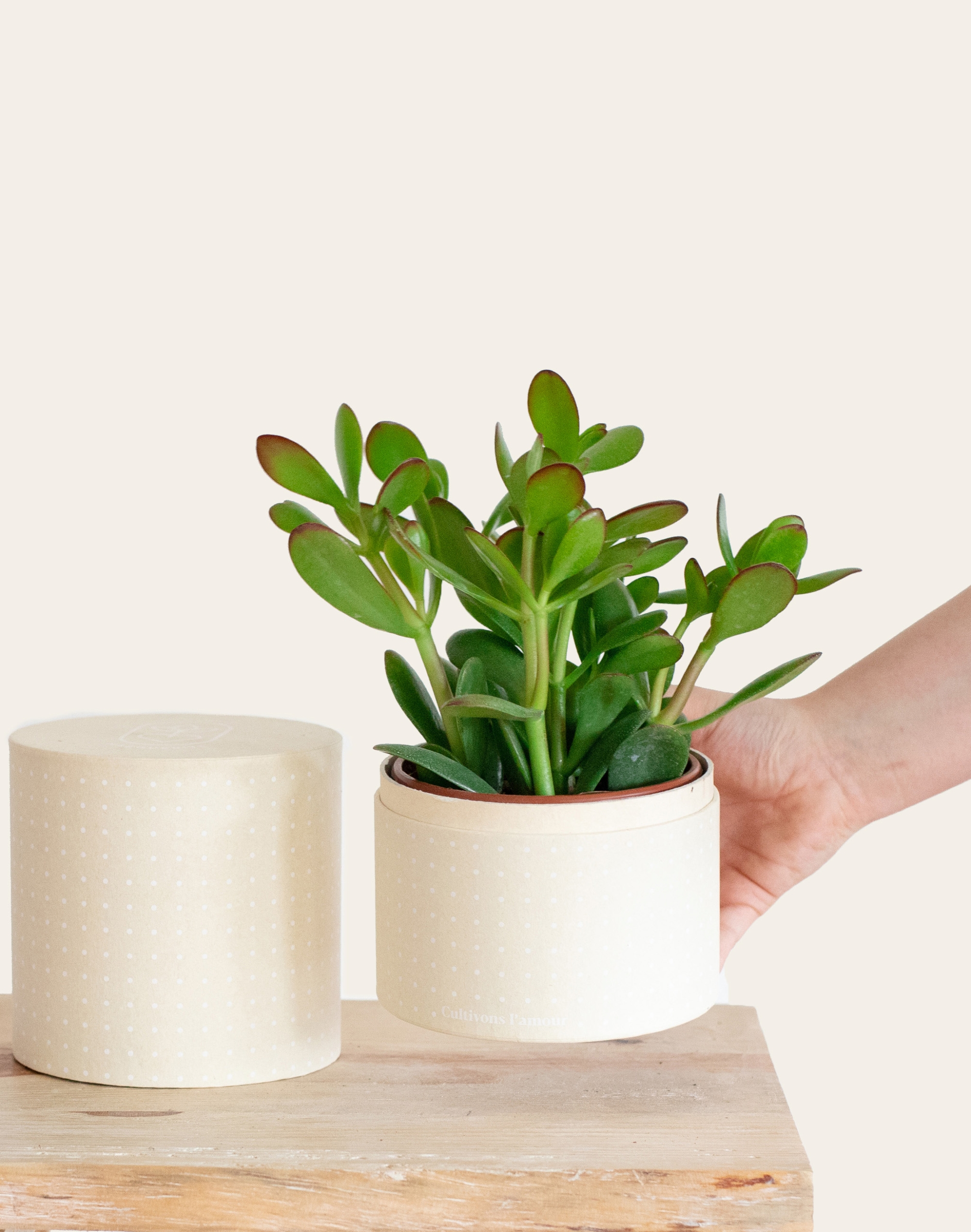 Coffret Plante : Crassula Ovata