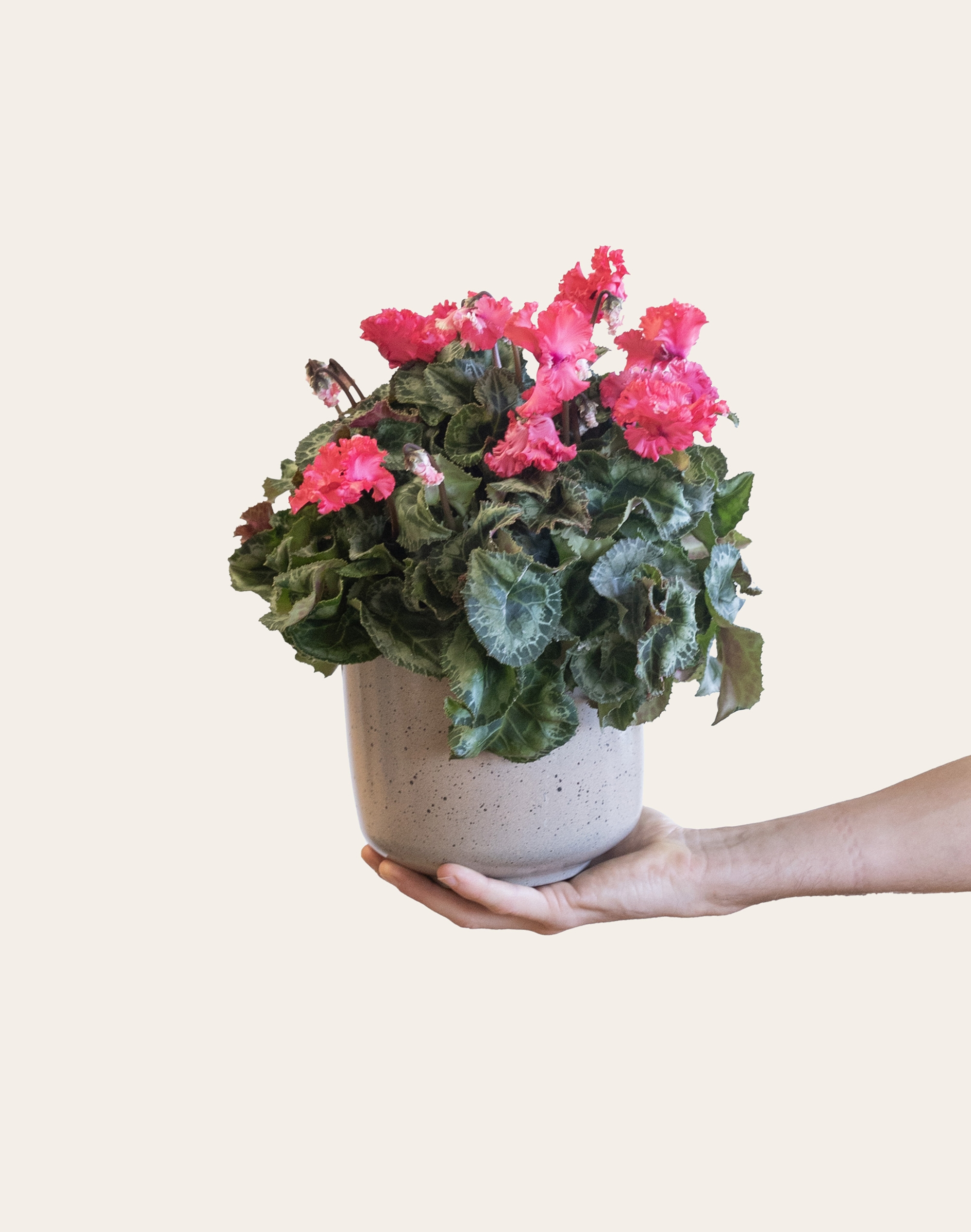 Cyclamen en pot et sa céramique