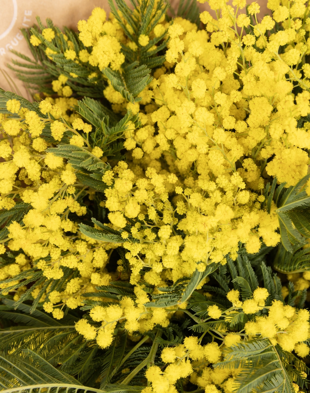 Botte de Mimosa