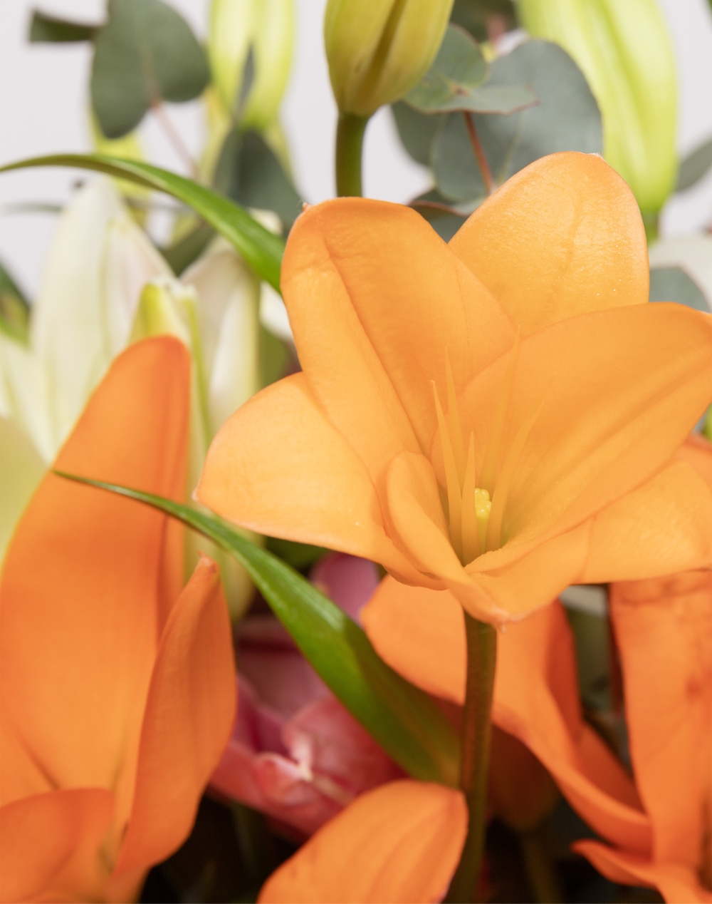 Bouquet de Lys - Multicolore
