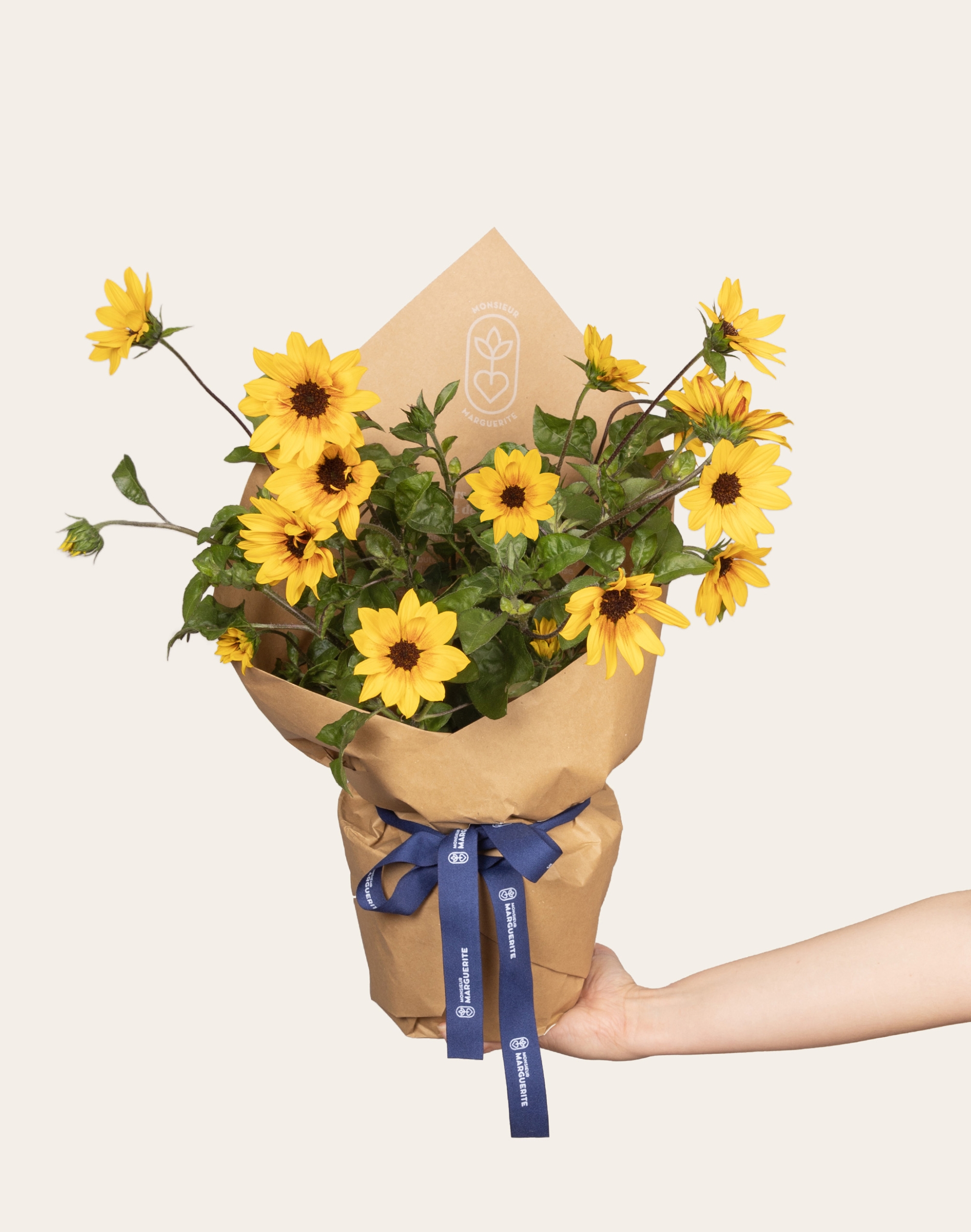 Tournesol en pot - Plante Mellifère