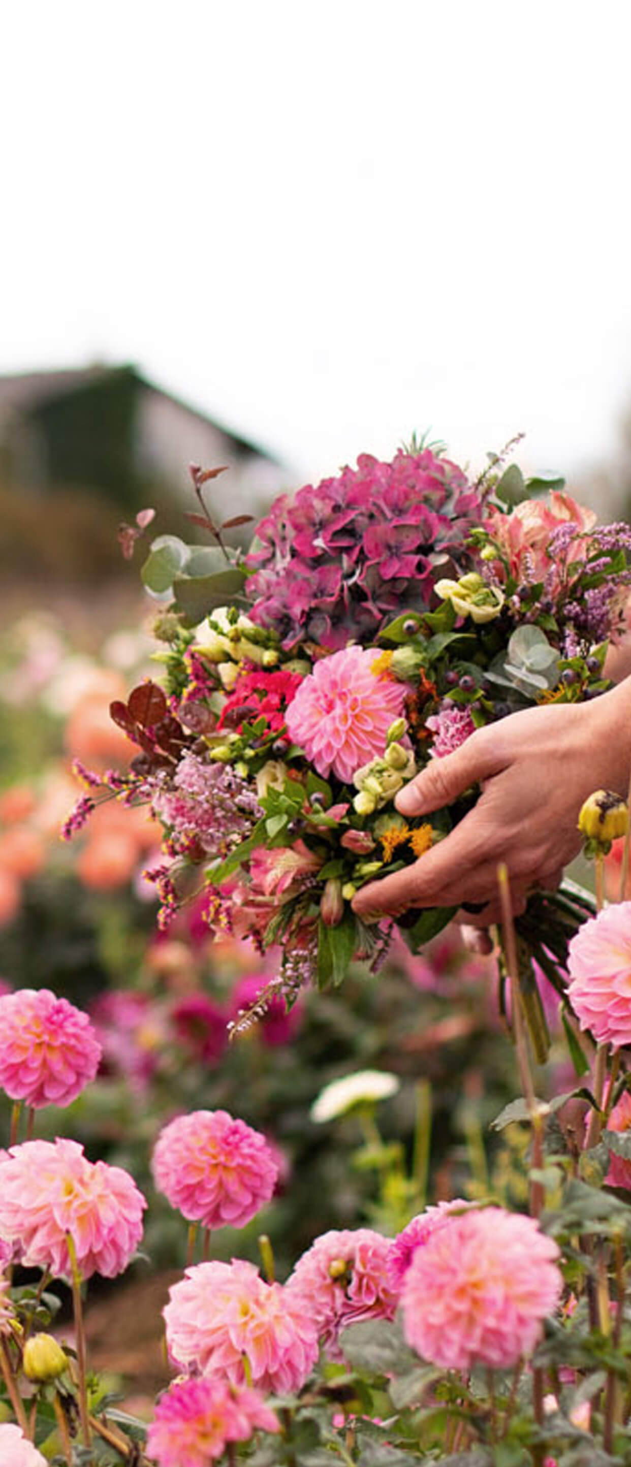 Monsieur Marguerite Fleuriste Eco Responsable En Ligne